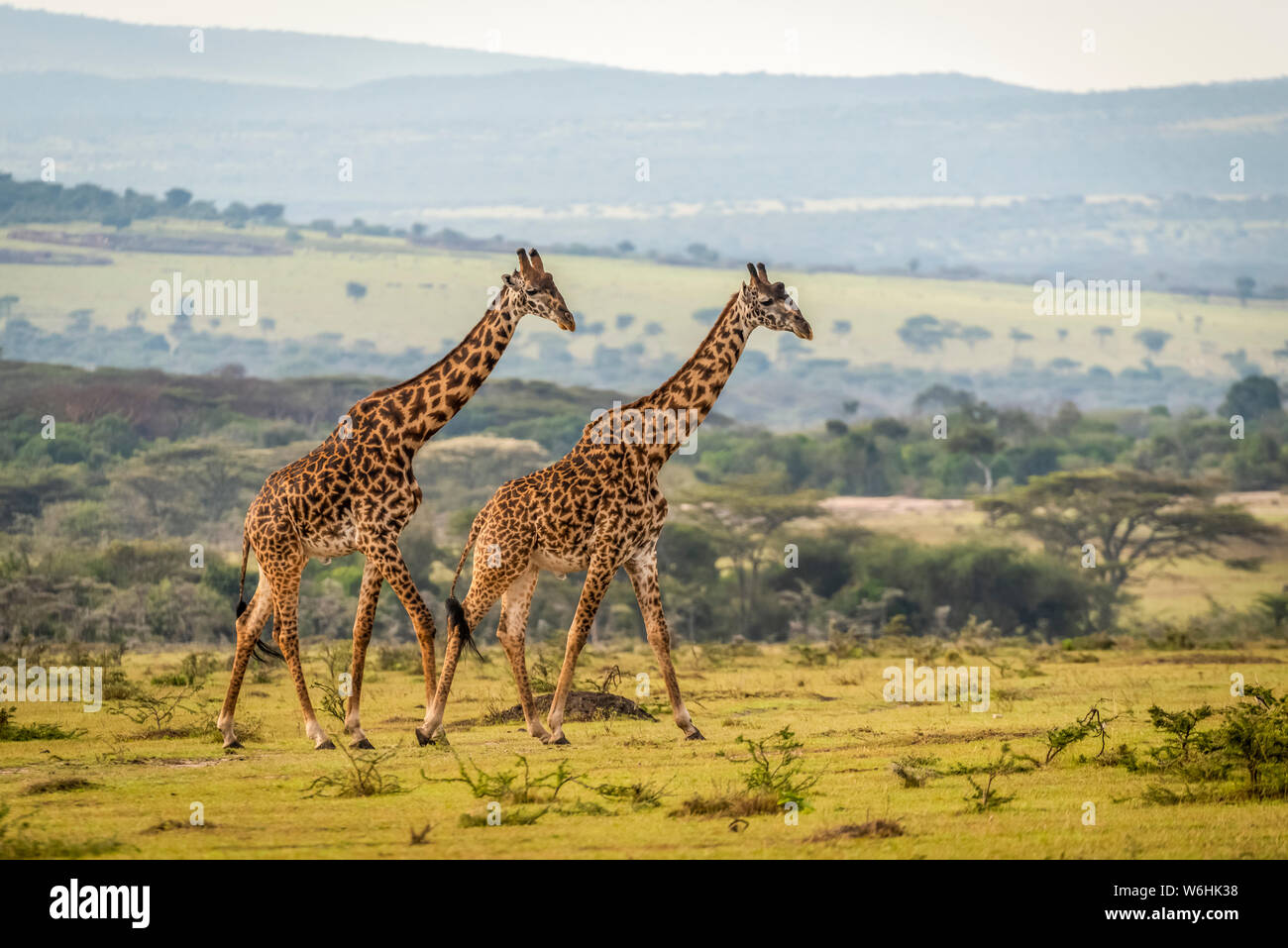 Two Masai giraffe (Giraffa camelopardalis tippelskirchii) walking across grassy plain, Serengeti; Tanzania Stock Photo