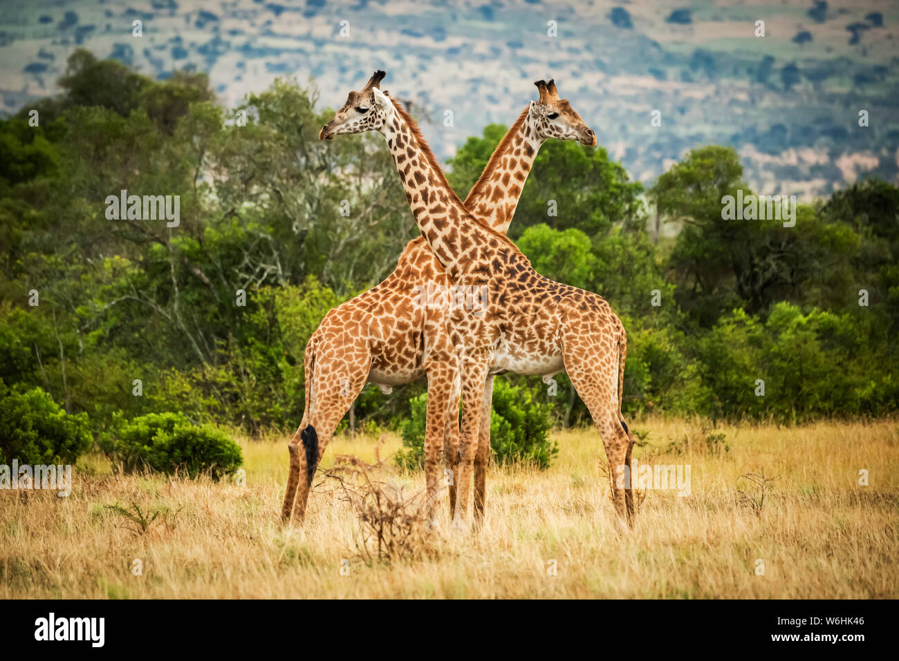 Two Masai giraffe (Giraffa camelopardalis tippelskirchii) crossing necks by trees, Serengeti; Tanzania Stock Photo
