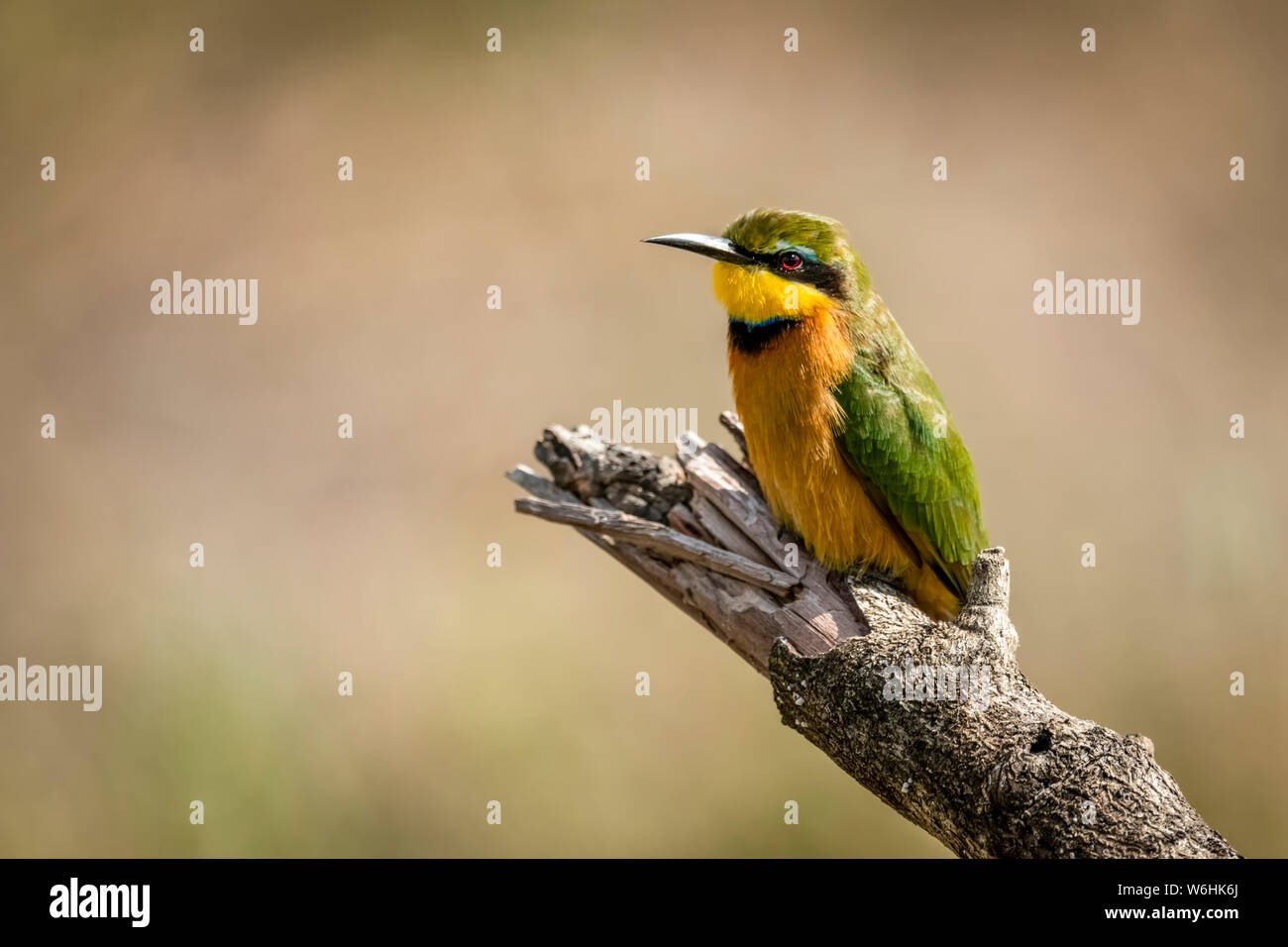 Africa tanzania little bee eater hi-res stock photography and images ...