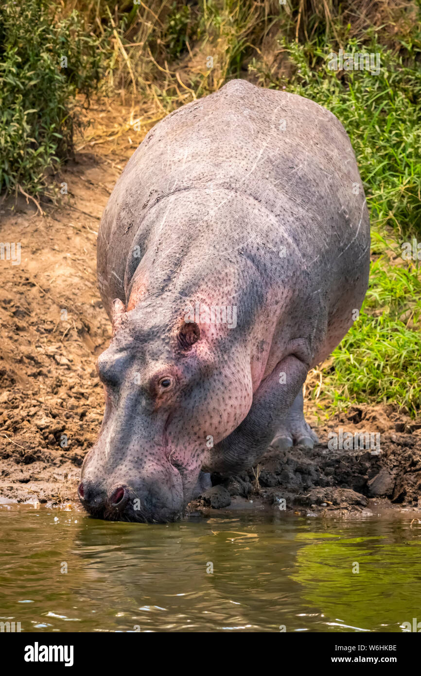 Hippopotamus drinking water hi-res stock photography and images - Alamy