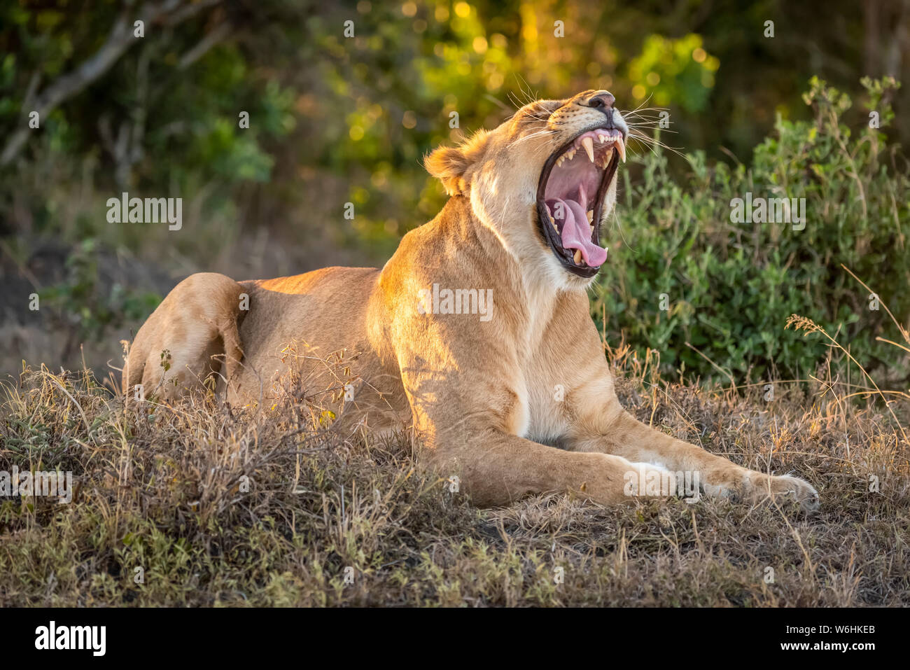 Lioness (Panthera leo) lies in dappled sunshine yawning widely, Serengeti; Tanzania Stock Photo