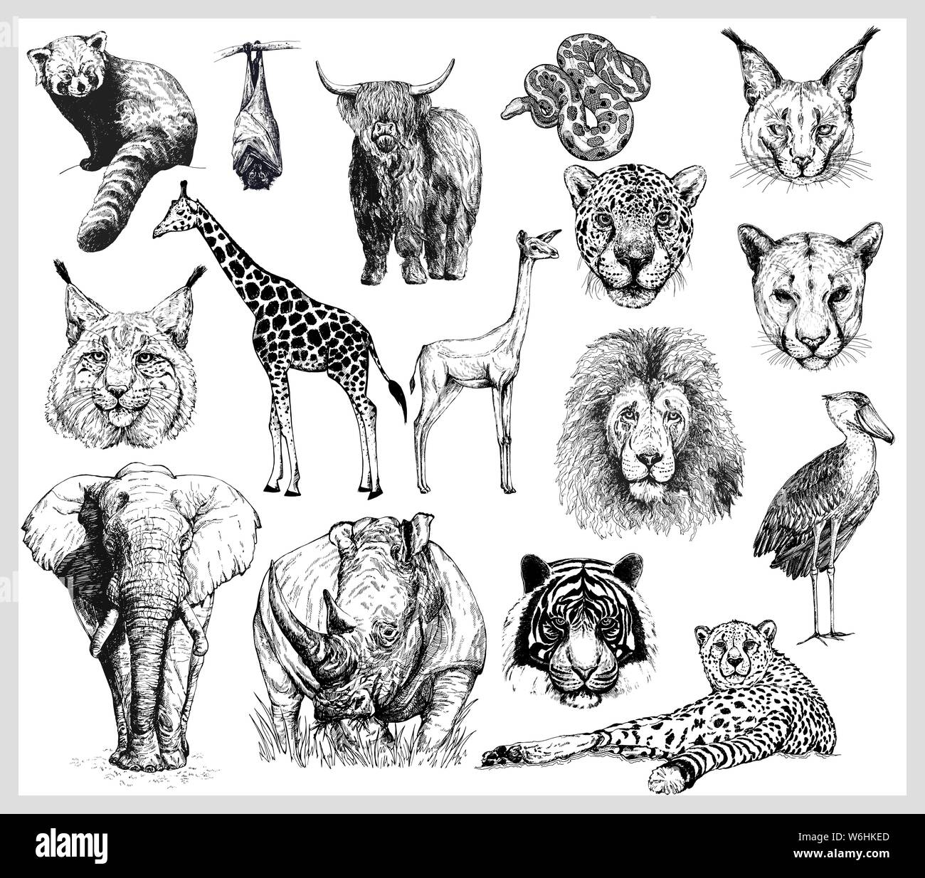Collection of little wild animals sketch-style 1254274 Vector Art at  Vecteezy-saigonsouth.com.vn