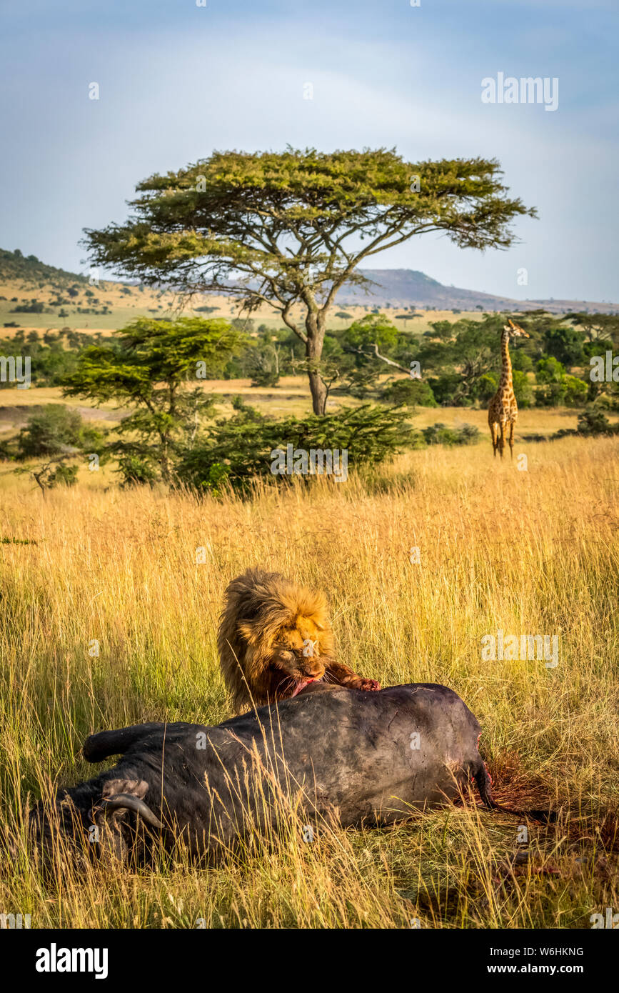 Male lion (Panthera leo) eats buffalo as giraffe (Giraffa camelopardalis tippelskirchii) watches, Serengeti; Tanzania Stock Photo