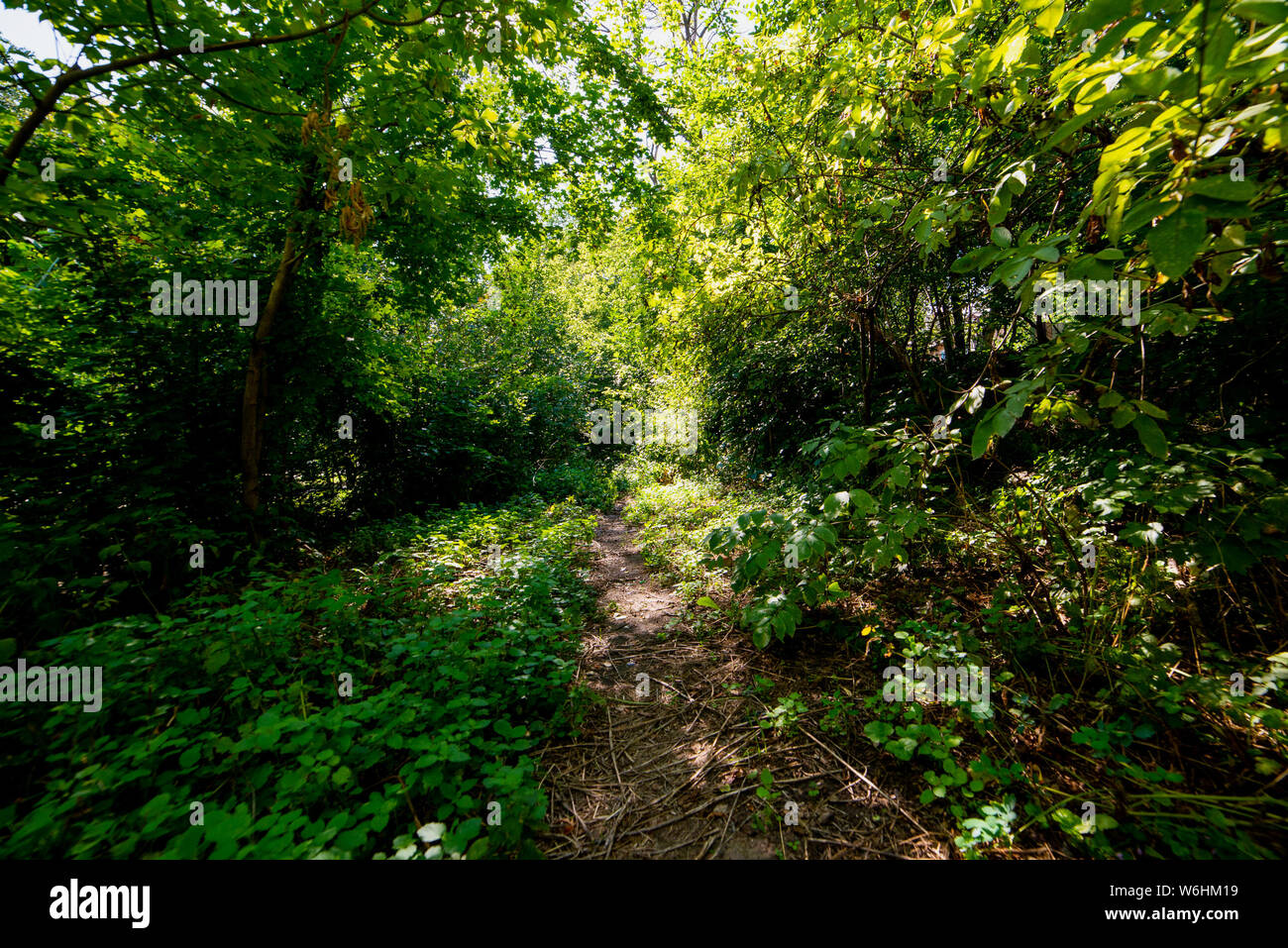 Dirt walking path through the Forest or park. Stock Photo