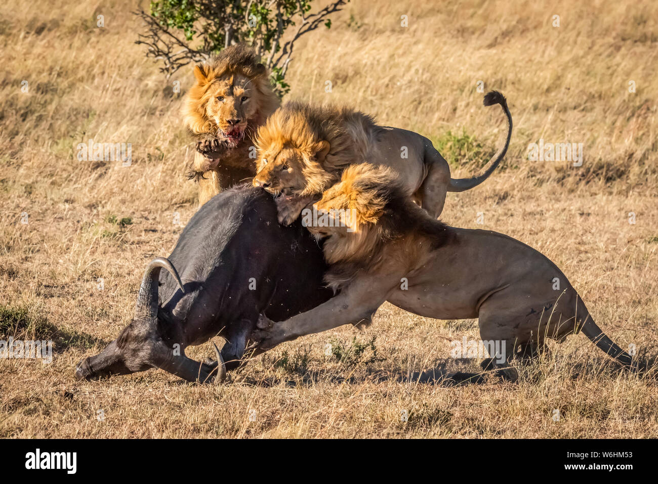 Lion Attack Buffalo High Resolution Stock Photography and Images - Alamy