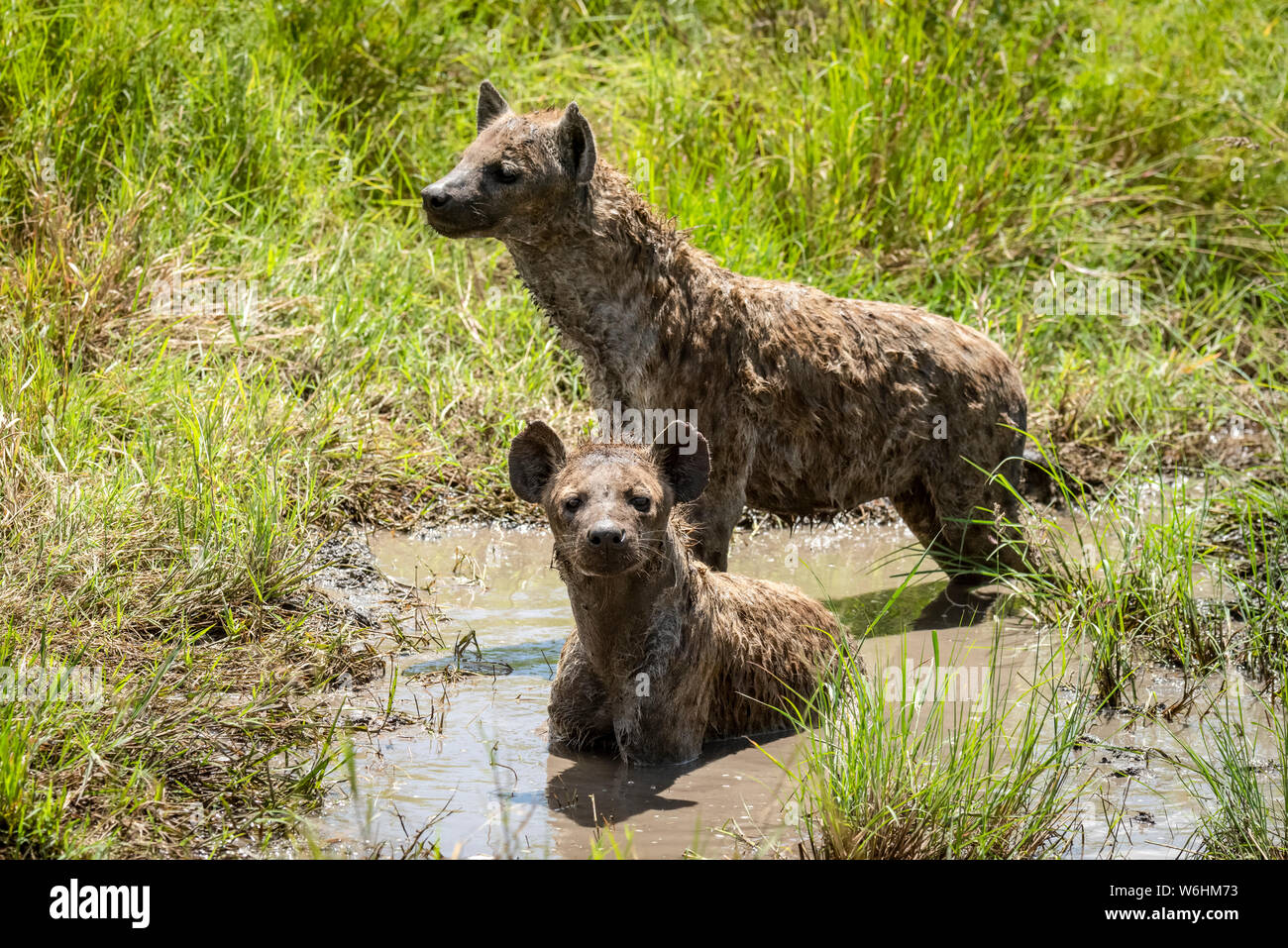 Two spotted hyena (Crocuta crocuta) wallow in muddy pool, Serengeti; Tanzania Stock Photo