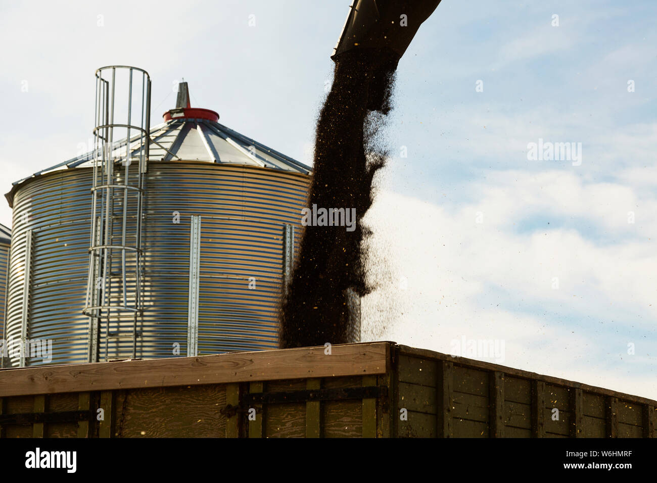 Harvested canola seed being transferred to a grain truck by auger, beside a metal grainery; Legal, Alberta, Canada Stock Photo