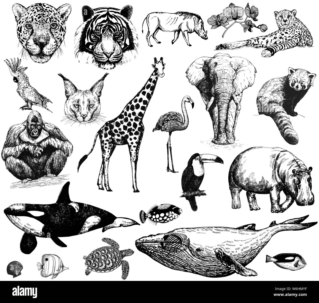 Big set of hand drawn sketch style wild animals isolated on white  background. Vector illustration Stock Vector Image & Art - Alamy