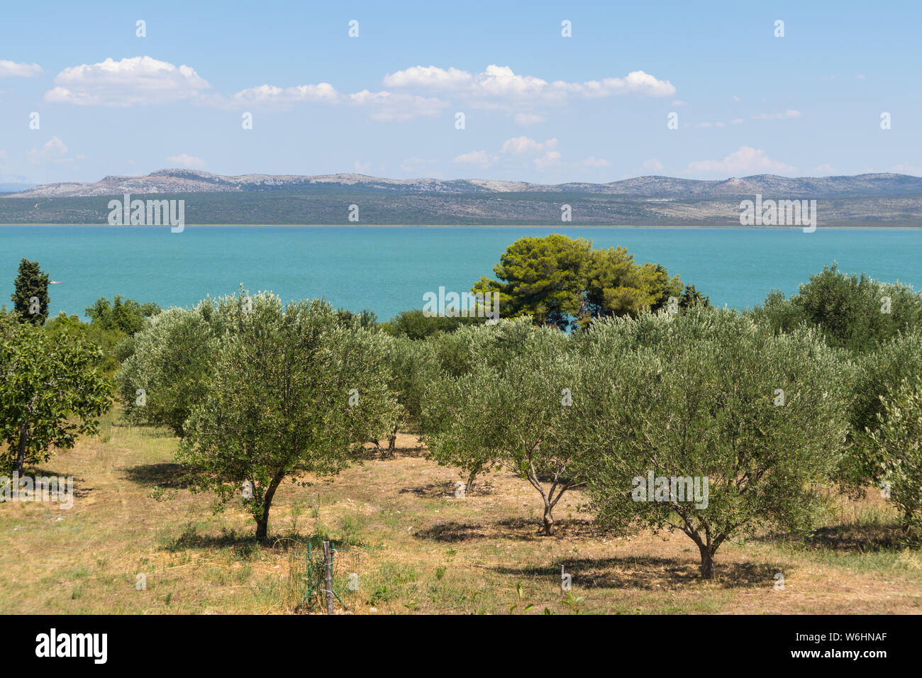 Groves of olive trees surrounding Vransko lake, Dalmatia, Croatia Stock Photo