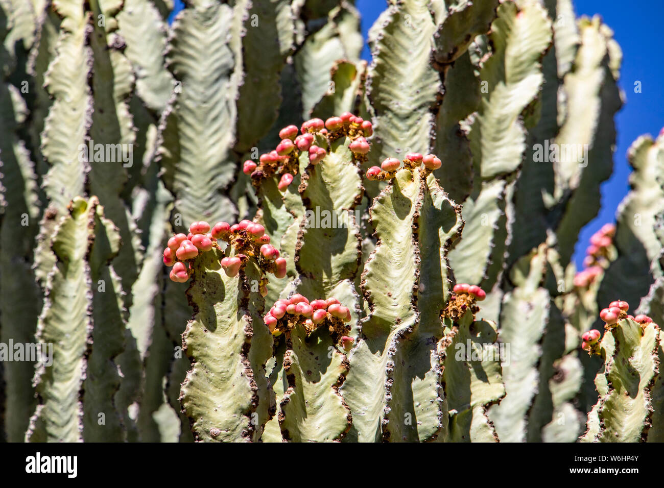 Arborescent cacti; Dugem, Tigray Region, Ethiopia Stock Photo
