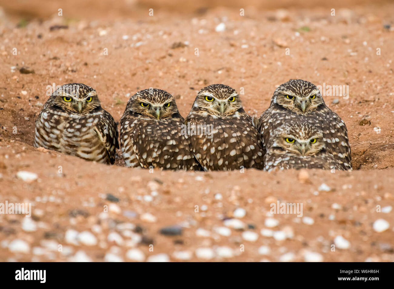 Four Burrowing Owls (Athene cunicularia), peering from the entrance to their burrow; Casa Grande, Arizona, United States of America Stock Photo
