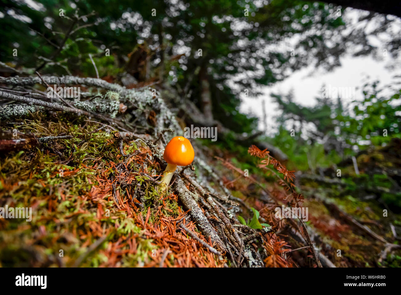 Orange mushroom on forest floor, Digby Neck; Nova Scotia, Canada Stock