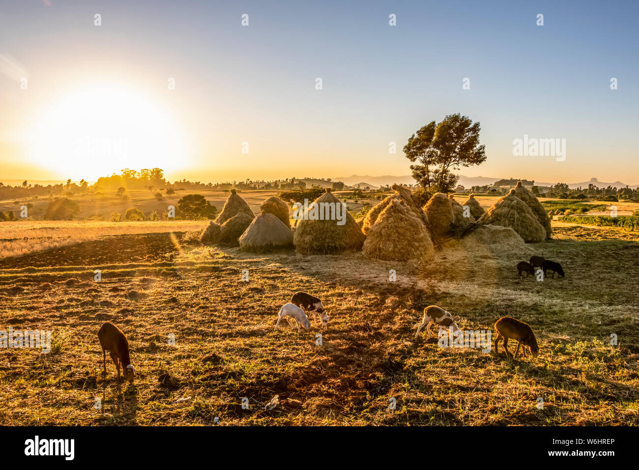 Goats and haystacks in the fields of teff (Eragrostis tef), Jib Gedel; Amhara Region, Ethiopia Stock Photo