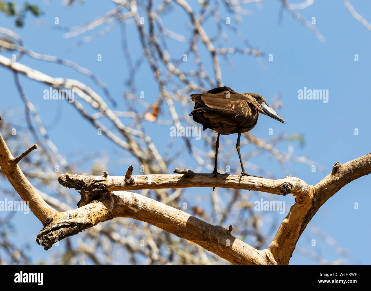 Bird perched in a tree against a blue sky, Koka Reservoir (Lake Gelila); Oromia Region, Ethiopia Stock Photo