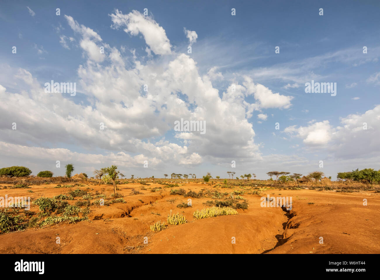 Shrub vegetation near Turmi, Omo Valley;  Southern Nations Nationalities and Peoples' Region, Ethiopia Stock Photo