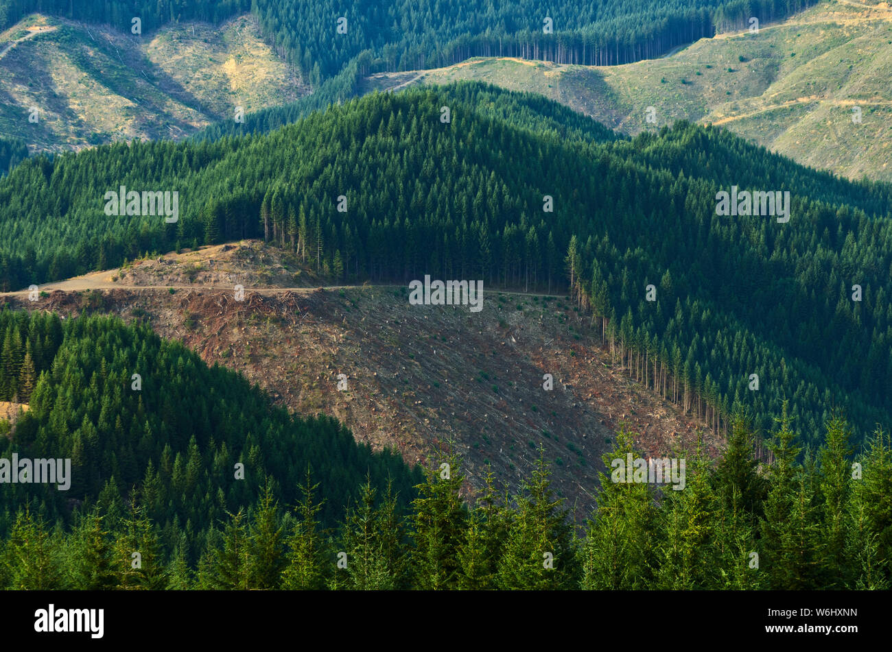 Clearcut forest hi-res stock photography and images - Alamy