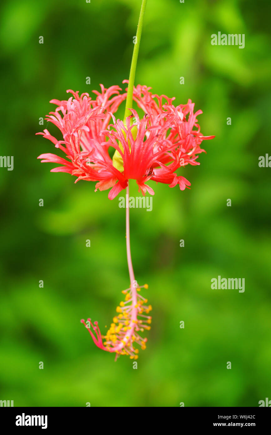 Fringed Hibiscus Stock Photo Alamy