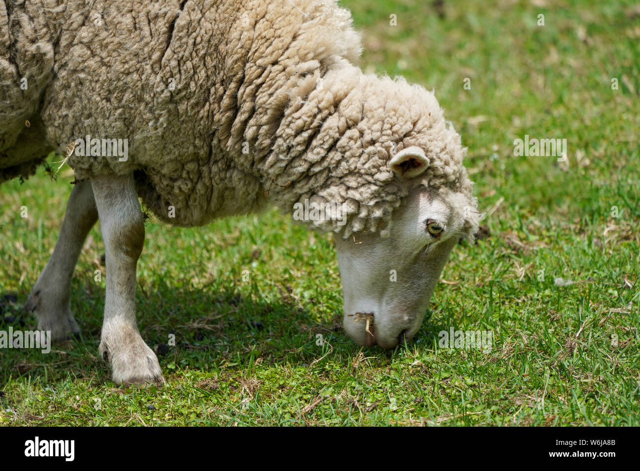 Signs of spring sheep hi-res stock photography and images - Alamy