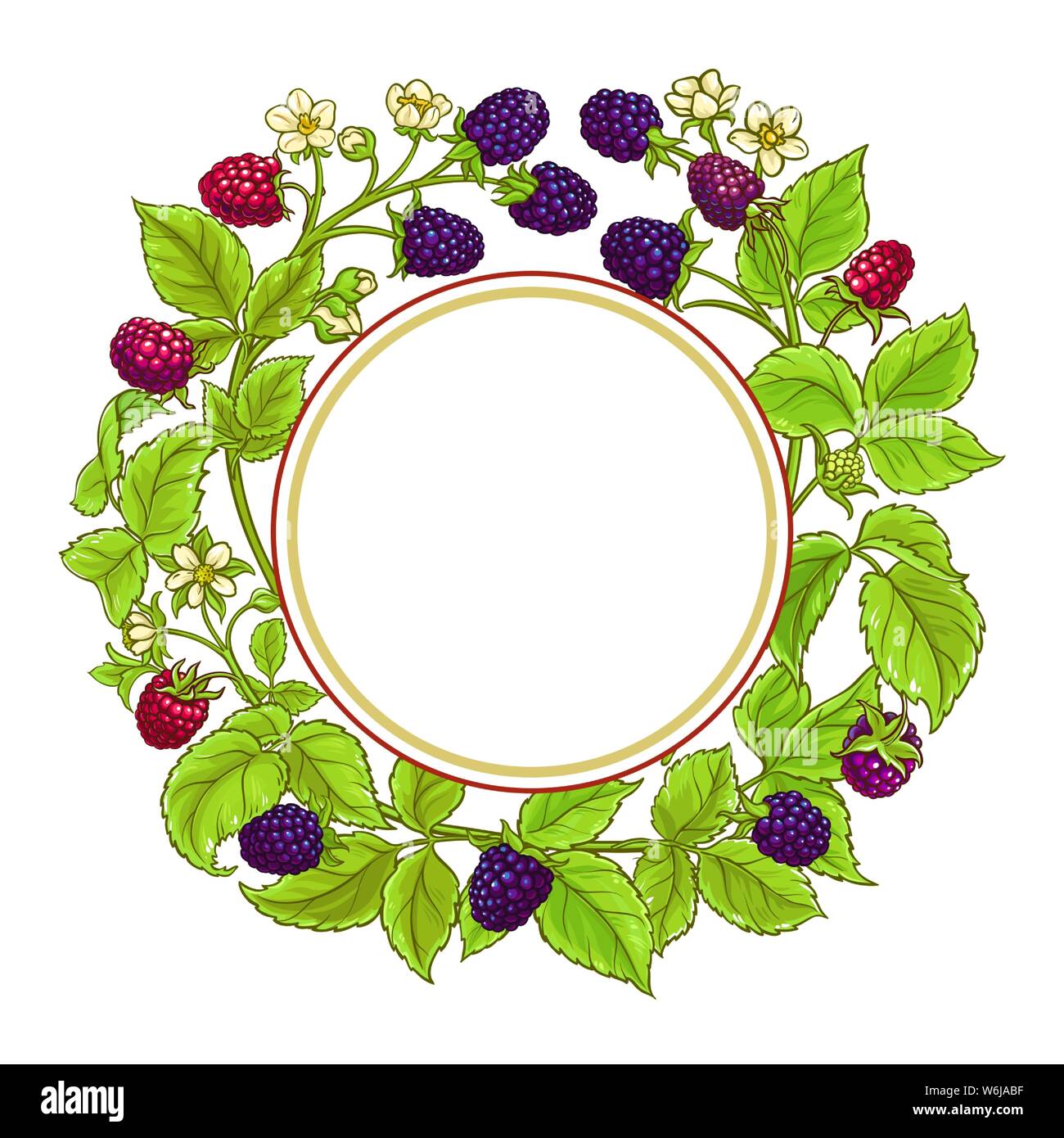 boysenberry vector frame on white background Stock Vector