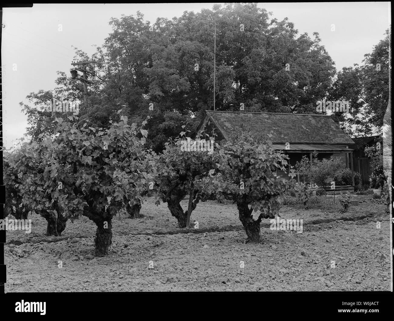 Lodi, California. Farm home of laborer of Japanese ancestry. This vineyard is in the highly produc . .; Scope and content:  The full caption for this photograph reads: Lodi, California. Farm home of laborer of Japanese ancestry. This vineyard is in the highly productive area of San Joaquin County. Stock Photo