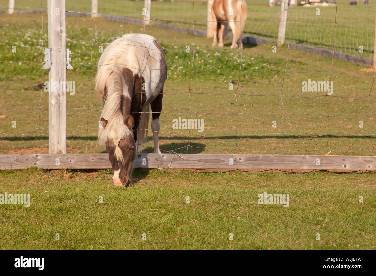 a pony having a grassy snack through a hole in the wire Stock Photo