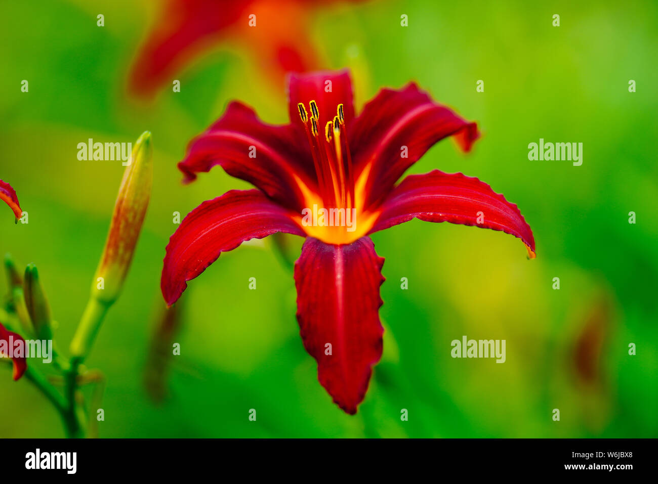 Lilium maculatum Stock Photo