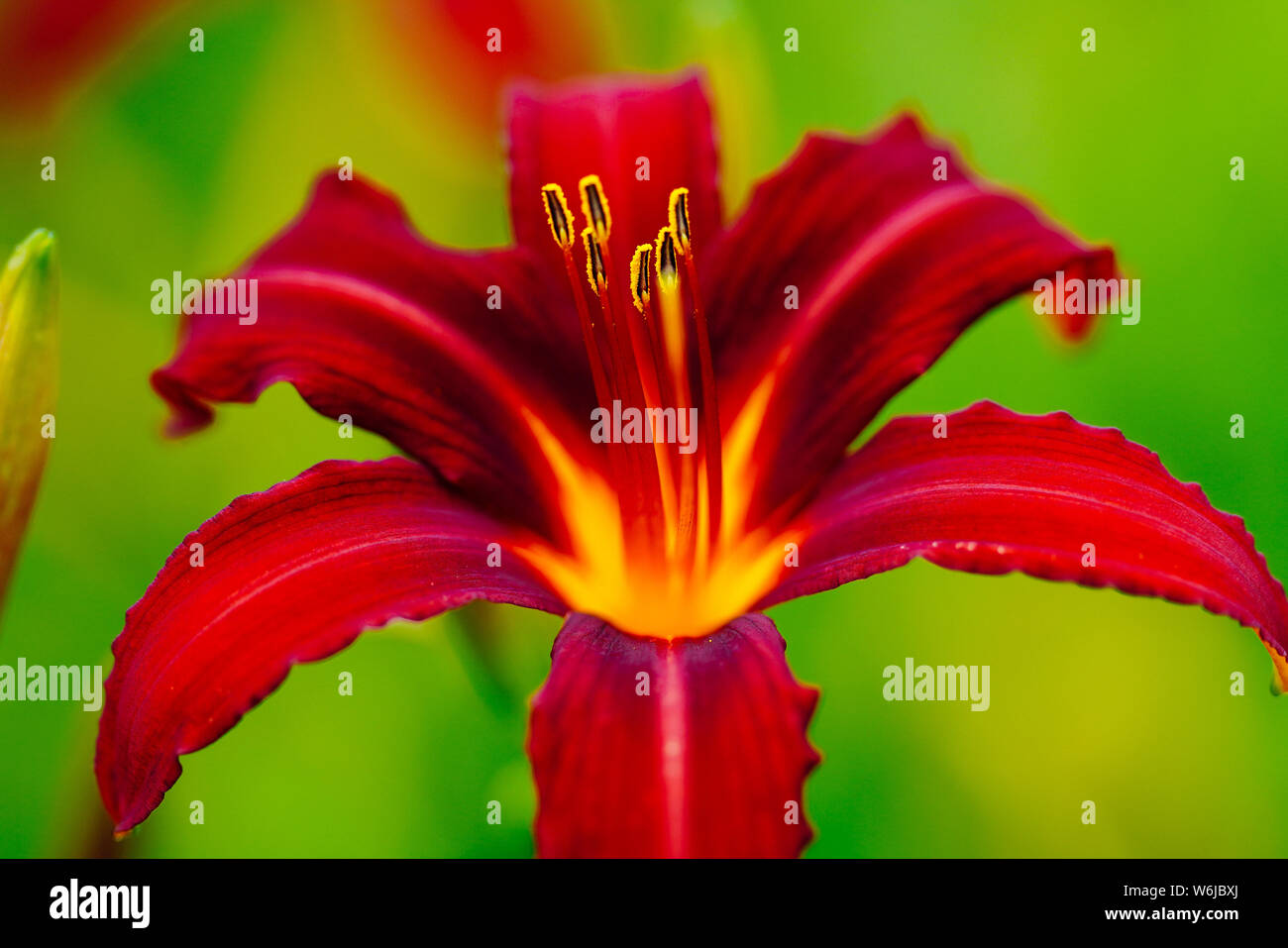 Lilium maculatum Stock Photo