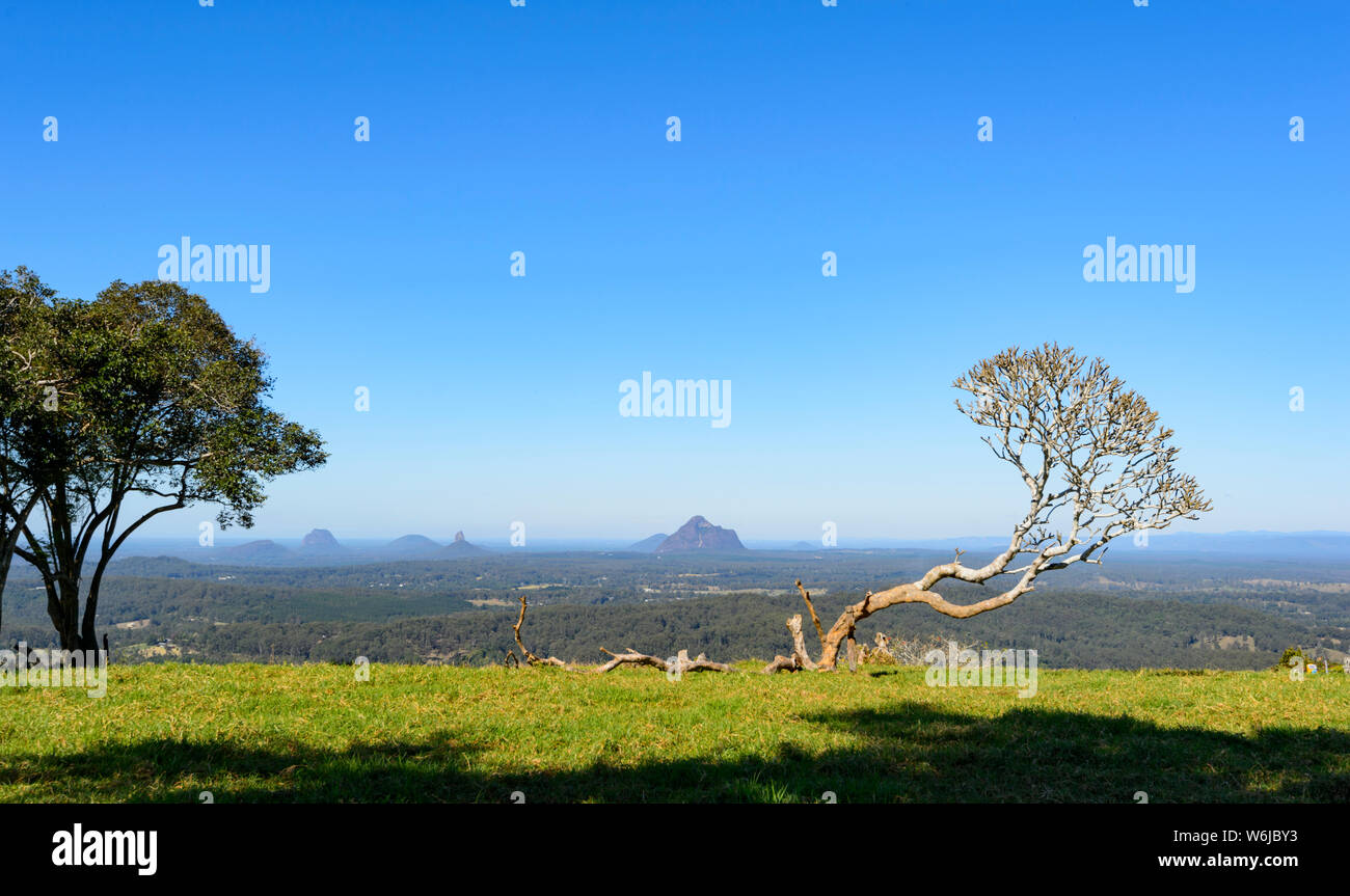 Lone bent tree in a field overlooking the Glasshouse Mountains, Queensland, QLD, Australia Stock Photo