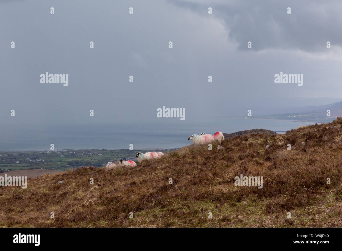 Sheep on the Dingle Peninsula under a thundery sky overlooking Tralee Bay along the Wild Atlantic Way, County Kerry, Ireland. Stock Photo