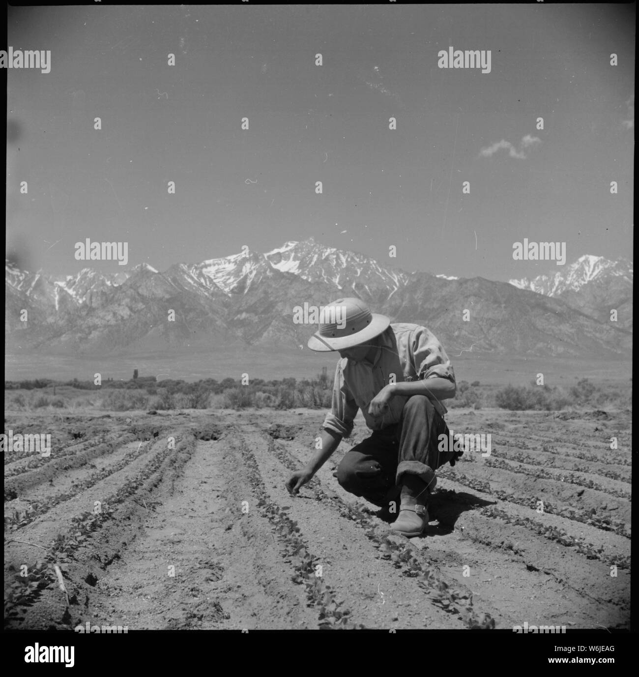 Manzanar Relocation Center, Manzanar, California. Ben Iguchi, 20, from Saugus, California, thins yo . . .; Scope and content:  The full caption for this photograph reads: Manzanar Relocation Center, Manzanar, California. Ben Iguchi, 20, from Saugus, California, thins young plants in two-acre field of white radishes at the relocation center. Snow covered Mount Whitney, highest peak in the United States, is shown in the background. Stock Photo