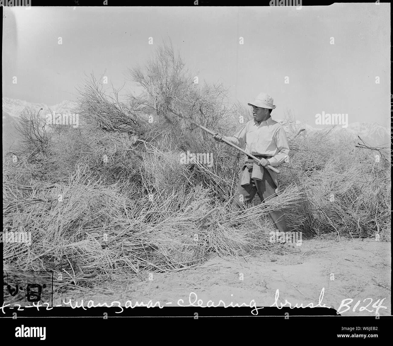 Manzanar Relocation Center, Manzanar, California. Clearing brush from land at reception center for . . .; Scope and content:  The full caption for this photograph reads: Manzanar Relocation Center, Manzanar, California. Clearing brush from land at reception center for evacuees of Japanese ancestry. Stock Photo