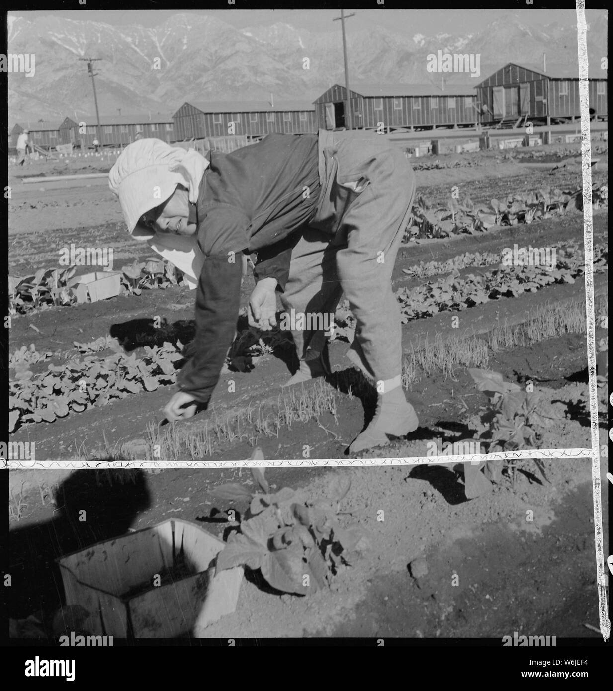 Manzanar Relocation Center, Manzanar, California. Evacuee in her hobby garden which rates highest . . .; Scope and content:  The full caption for this photograph reads: Manzanar Relocation Center, Manzanar, California. Evacuee in her hobby garden which rates highest of all the garden plots at this War Relocation Authority center. Vegetables for their own use are grown in plots 10 x 50 feet between barrack rows. Stock Photo