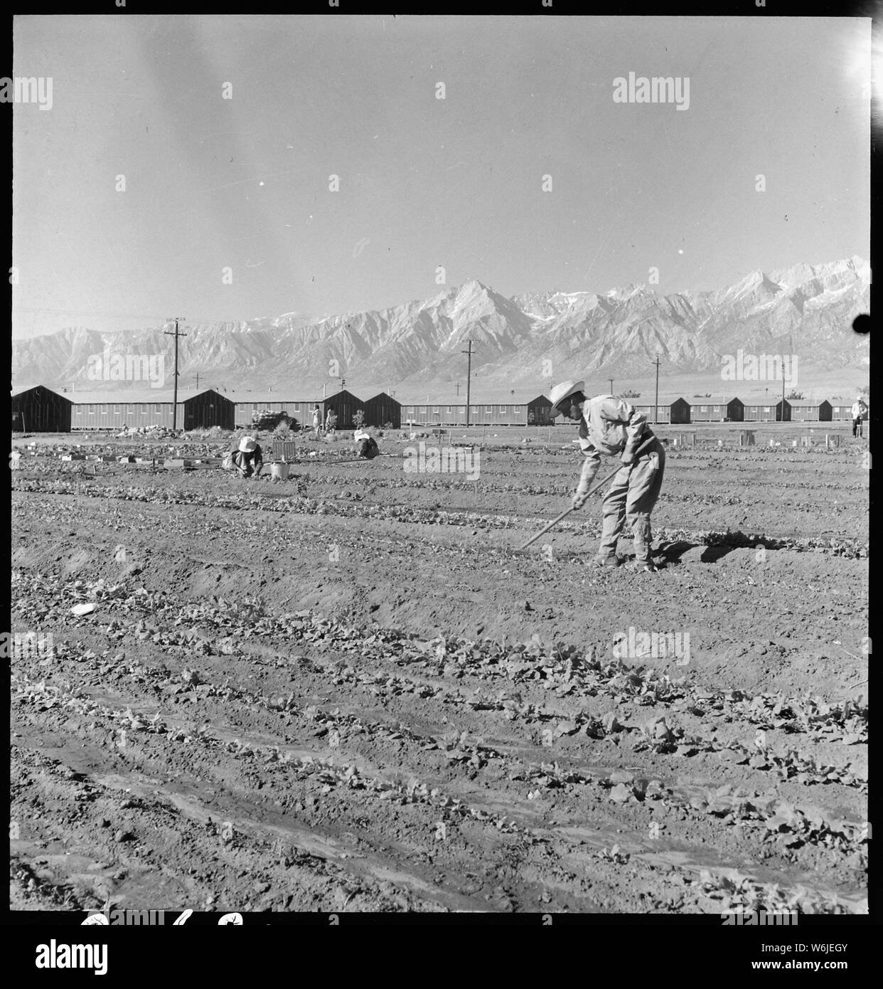 Manzanar Relocation Center, Manzanar, California. Evacuees of Japanese ancestry are growing flouris . . .; Scope and content:  The full caption for this photograph reads: Manzanar Relocation Center, Manzanar, California. Evacuees of Japanese ancestry are growing flourishing truck crops for their own use in their hobby gardens. These crops are grown in plots 10 x 50 feet between blocks of barrack at this War Relocation Authority center. Stock Photo