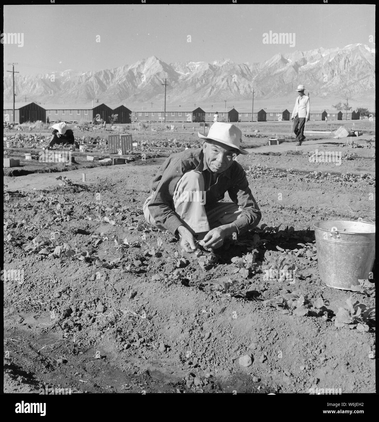 Manzanar Relocation Center, Manzanar, California. Evacuees of Japanese ancestry are growing flouris . . .; Scope and content:  The full caption for this photograph reads: Manzanar Relocation Center, Manzanar, California. Evacuees of Japanese ancestry are growing flourishing truck crops for their own use in their hobby gardens. These crops are grown in plots 10 x 50 feet between blocks of barrack at this War Relocation Authority center. Stock Photo