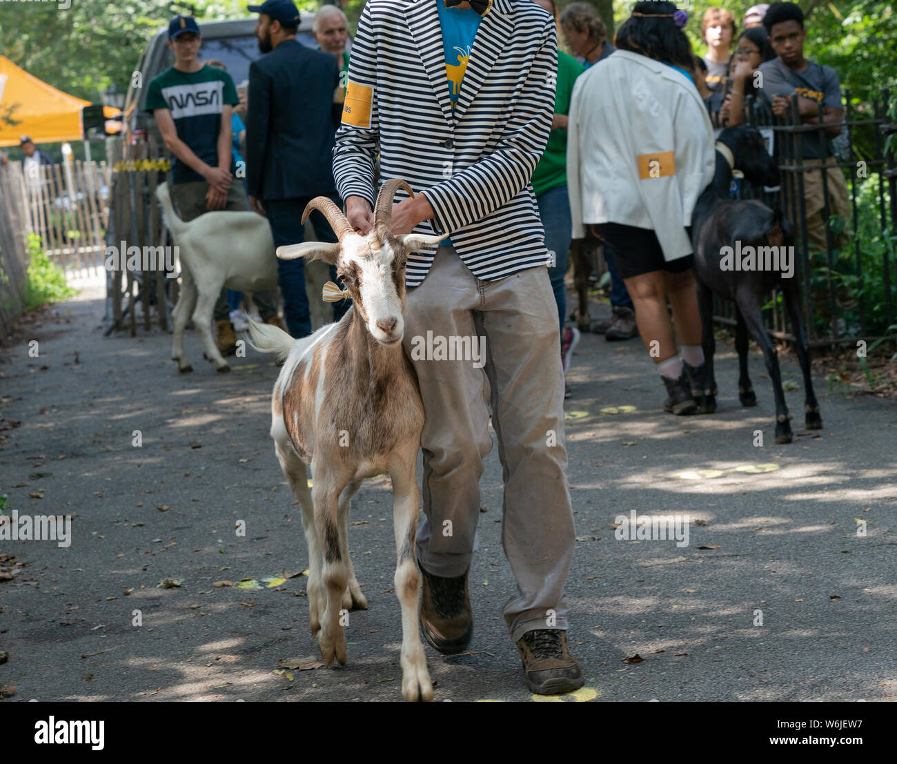 Riverside goats hi-res stock photography and images - Alamy
