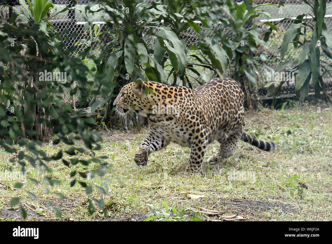 Kolkata, India. 29th July, 2019. Alipur zoo release new Cheetah during the observation of the World Tiger Day. Credit: Saikat Paul/Pacific Press/Alamy Live News Stock Photo