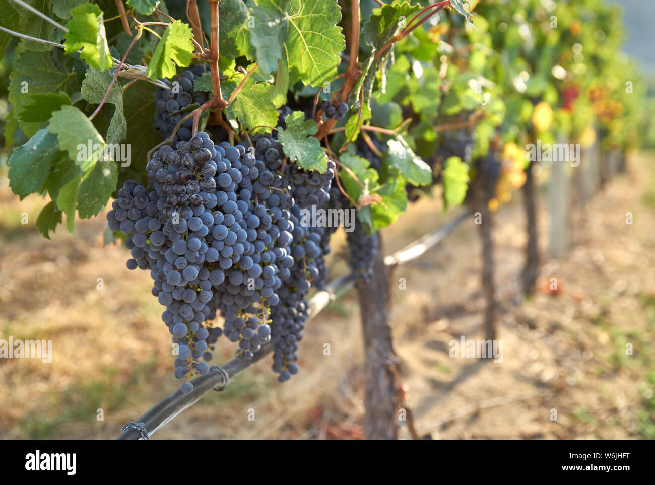 Drip Irrigation Red Wine Grapes. Environmentally friendly, water saving, drip irrigation system being used in a vineyard in the Okanagan Valley, Briti Stock Photo