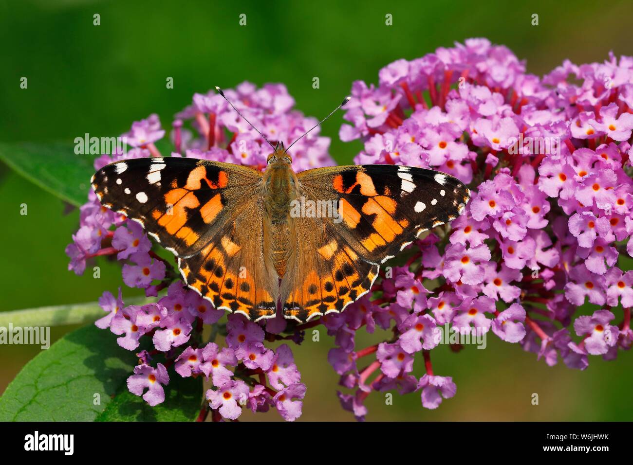 Painted lady (Vanessa cardui) (Cynthia cardui), butterfly on flowers from butterfly-bush (Buddleja davidii), Schleswig-Holstein, Germany Stock Photo