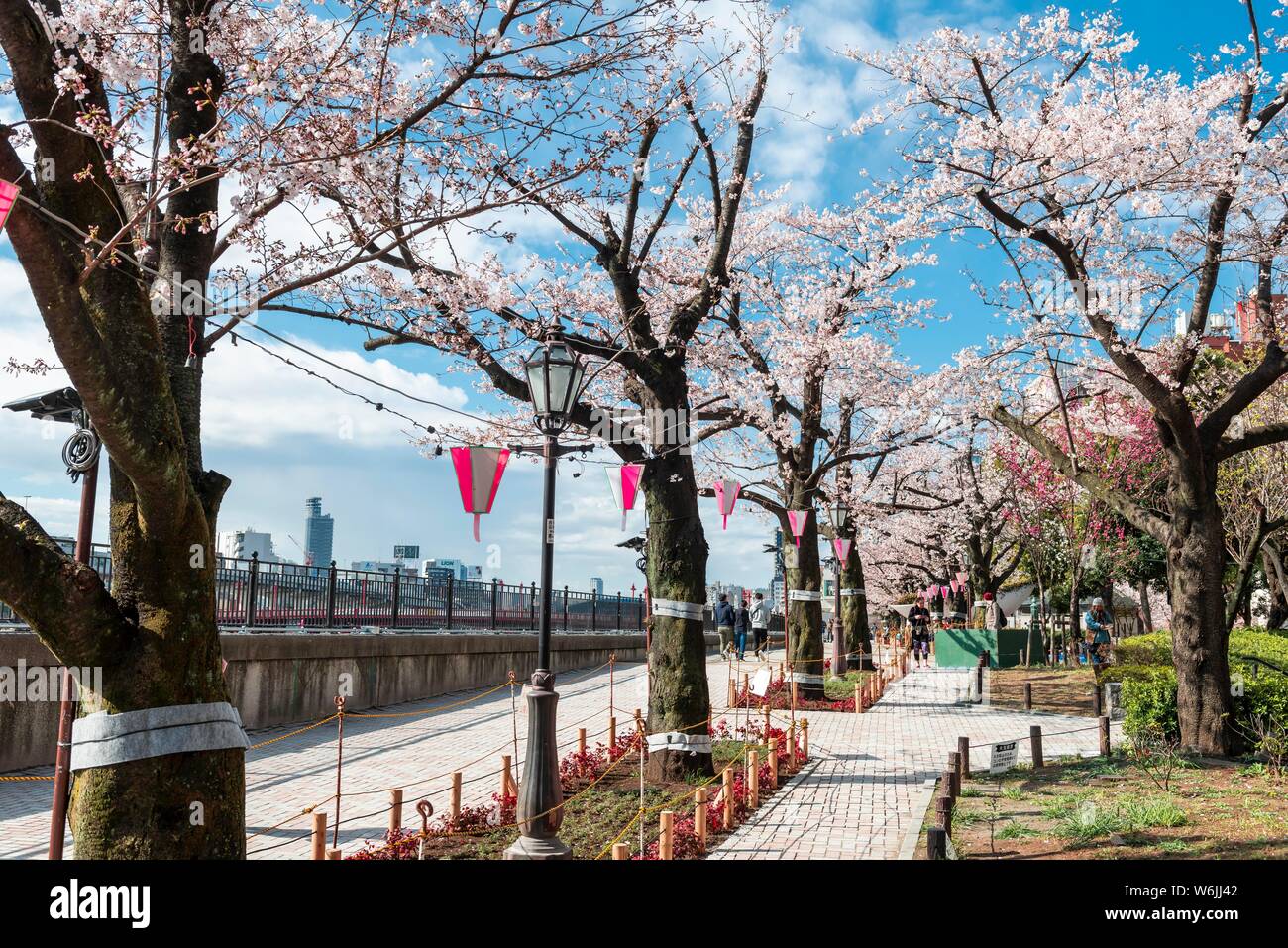 Hanging lanterns for the Hanami Festival, Sumida Park with flowering cherry trees, waterfront on Sumida River, Asakusa, Tokyo, Japan Stock Photo