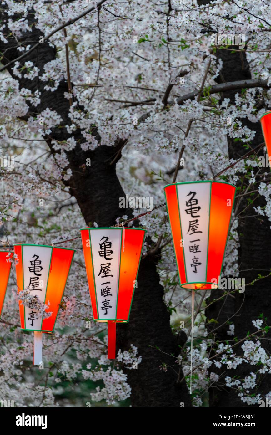 Luminous lanterns with Japanese characters hang on blossoming cherry trees, Japanese cherry blossom in spring, Hanami Fest, Chidorigafuchi Green Way Stock Photo