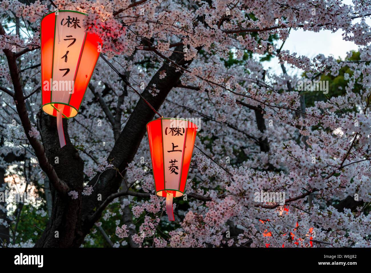 Glowing lanterns in blossoming cherry trees at Hanami Festival in spring, Ueno Park, Tokyo, Japan Stock Photo