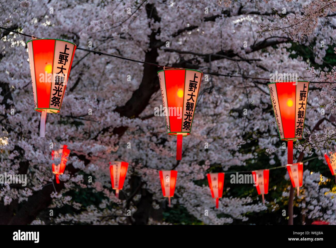 Glowing lanterns in blossoming cherry trees at Hanami Festival in spring, Ueno Park, Tokyo, Japan Stock Photo