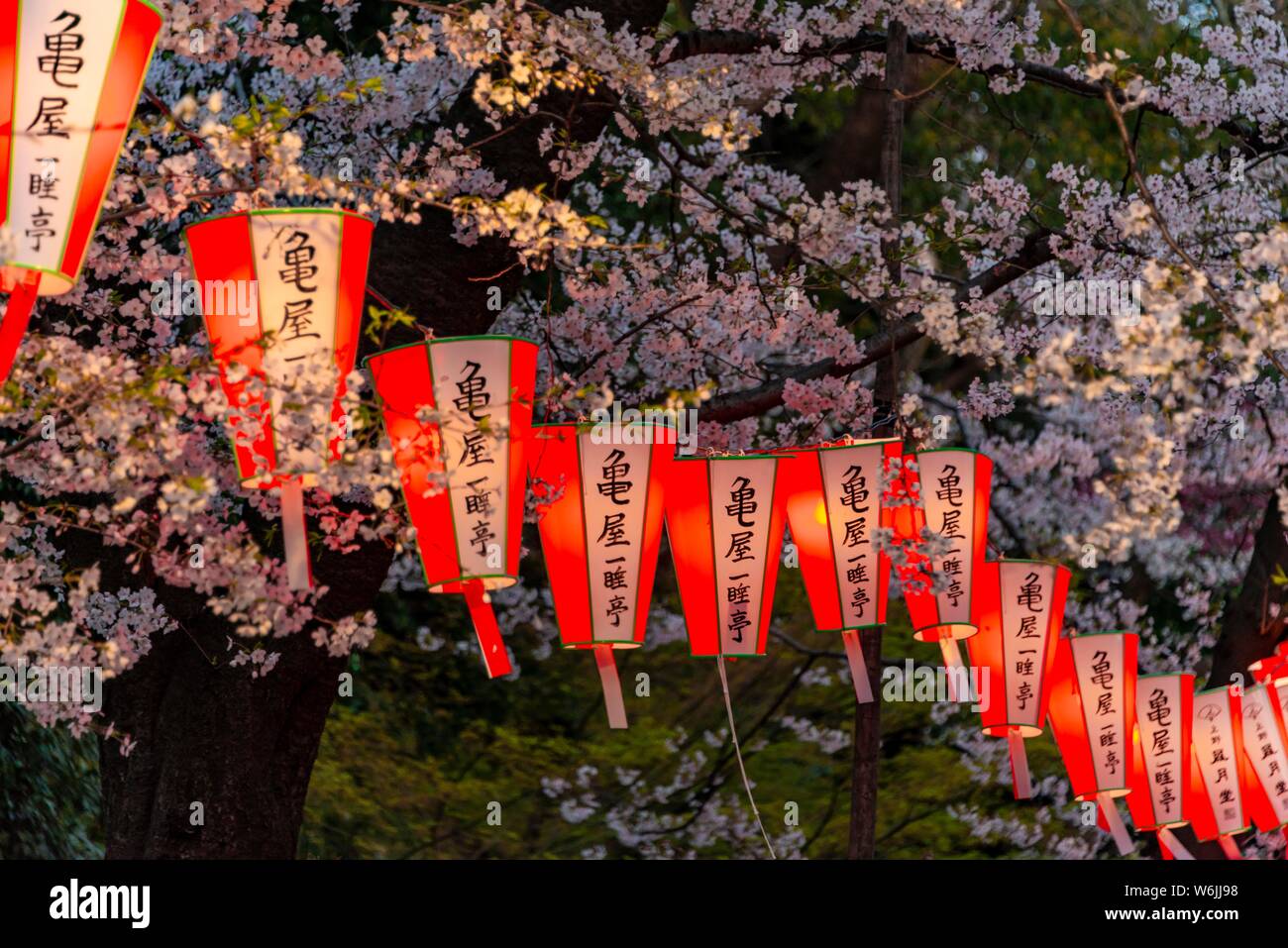 Glowing lanterns in blossoming cherry trees at Hanami Festival in spring, Ueno Park, Tokyo, Japan Stock Photo