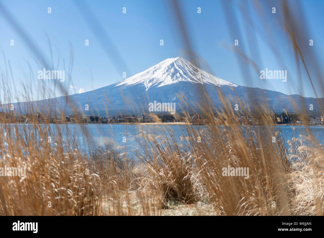 Reed bank at Lake Kawaguchi, back volcano Mt. Fuji, Yamanashi Prefecture, Japan Stock Photo