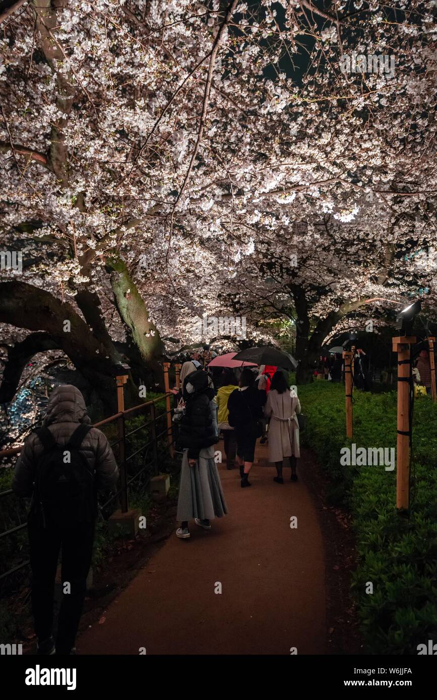 cherry blossom foamposites
