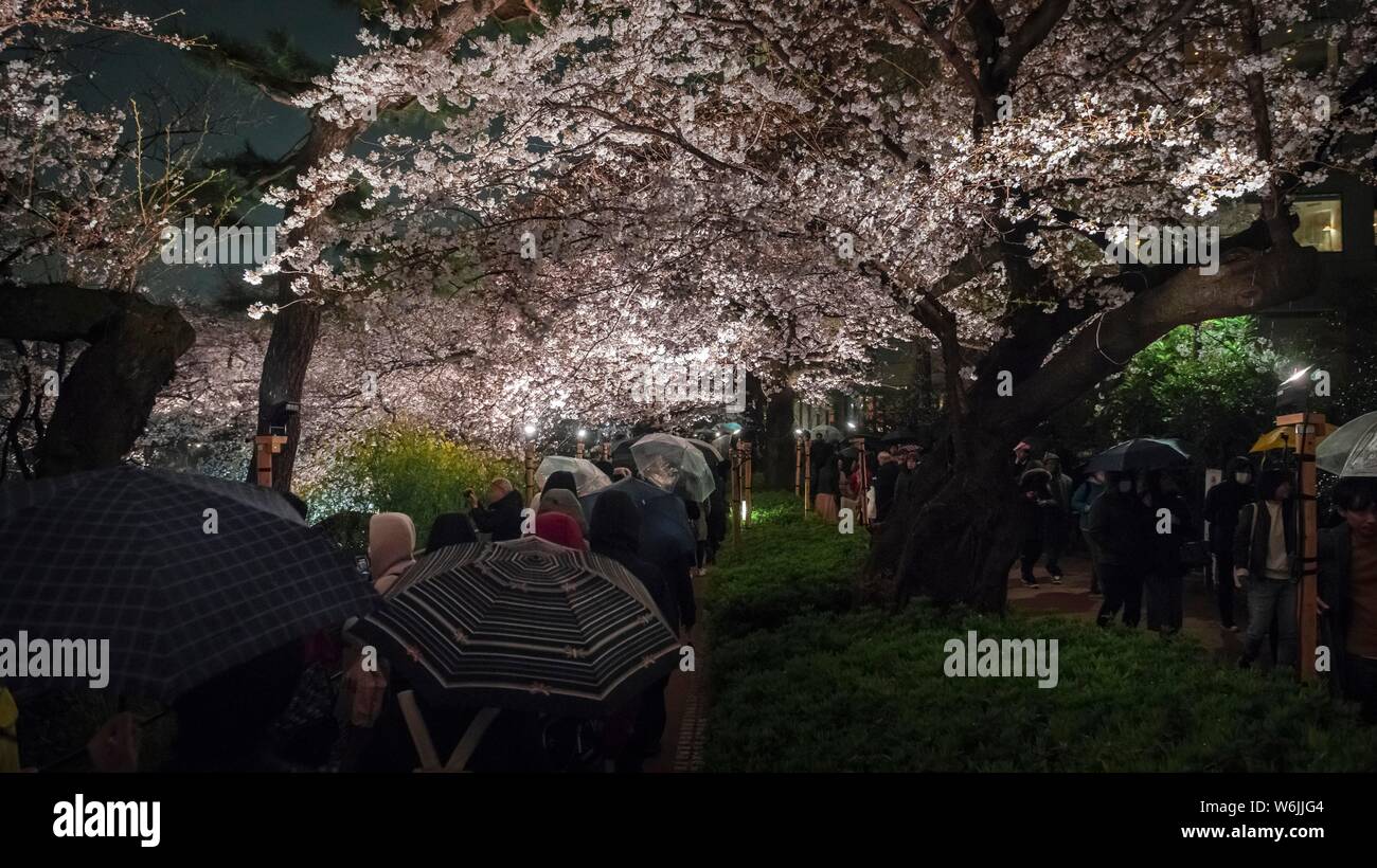 cherry blossom foamposites