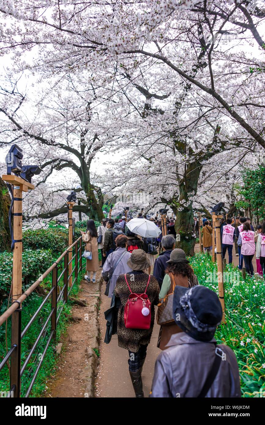 Tourists and Japanese under blossoming cherry trees, Japanese cherry blossom in spring, Hanami Fest, Chidorigafuchi Green Way, Tokyo, Japan Stock Photo