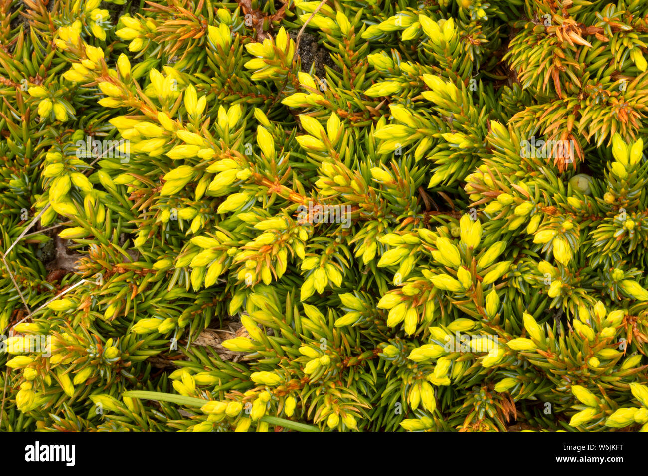 Ground juniper juniperus hi-res stock photography and images - Alamy