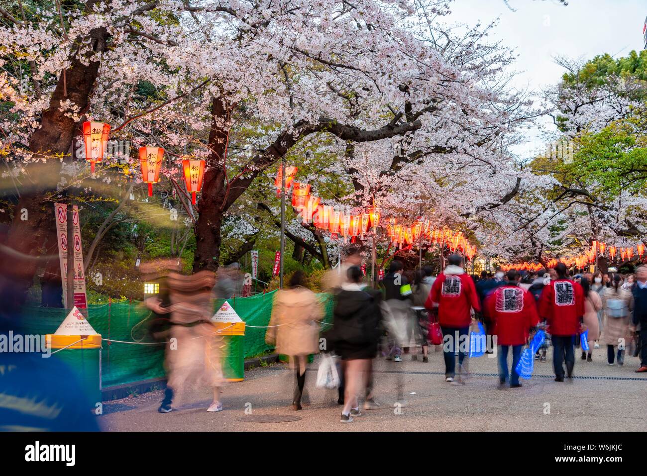 Crowd under glowing lanterns in blossoming cherry trees at Hanami Festival in Spring, Ueno Park, Tokyo, Japan Stock Photo