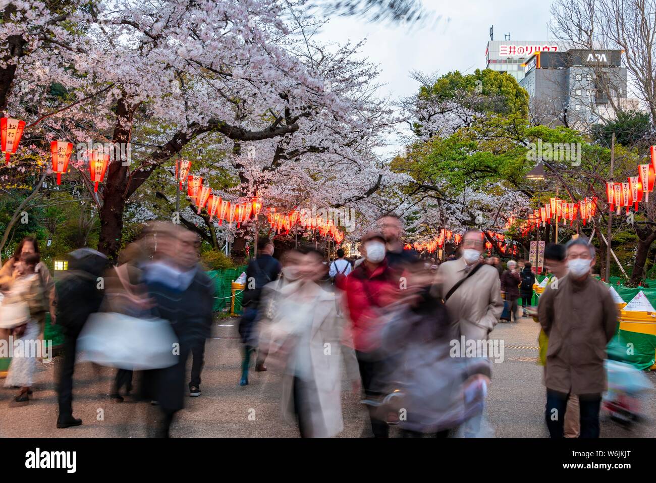 Crowd under glowing lanterns in blossoming cherry trees at Hanami ...